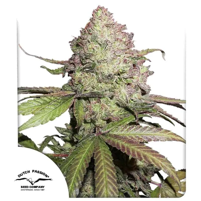 CBD Auto Charlotte’s Angel Dutch Passion, 3 seeds