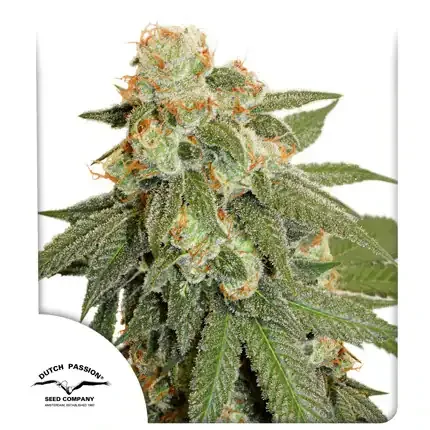 Orange Bud AUTO Dutch Passion , 3 hemp seeds