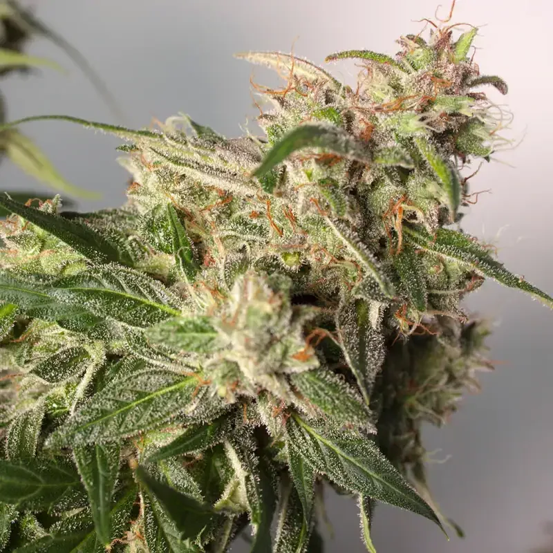CBD Auto Charlotte’s Angel Dutch Passion, 3 seeds