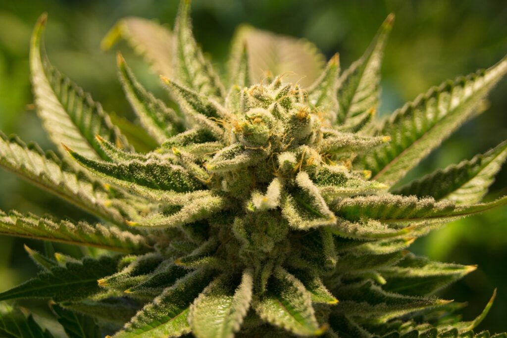 Jack Herer A Legend in the Cannabis Industry